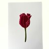 Kunstprint 'Rode tulp'