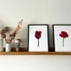 Kunstprint 'Rode tulp'