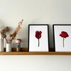 Kunstprint 'Rode tulp'