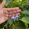 Micro gehaakte fuchsia oorbellen – handgemaakt, hypoallergeen