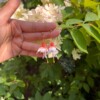 Micro gehaakte fuchsia oorbellen – handgemaakt, hypoallergeen