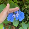 Micro gehaakte fuchsia oorbellen – handgemaakt, hypoallergeen