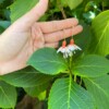 Micro gehaakte fuchsia oorbellen – handgemaakt, hypoallergeen