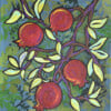 Ripening season, Pomegranats