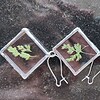 Sieradenset echte bloemen in Glas in lood/Tiffany. Hanger en oorhangers