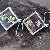 Sieradenset echte bloemen in Glas in lood/Tiffany. Hanger en oorhangers