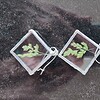 Sieradenset echte bloemen in Glas in lood/Tiffany. Hanger en oorhangers