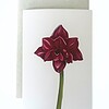 Wenskaart 'Amaryllis'