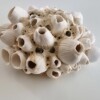 Barnacles porcelain, Zeepokken porselein, handmade object.
