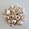 Barnacles porcelain, Zeepokken porselein, handmade object.