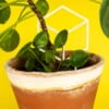 Cubus decoratieve plantensteun