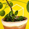Cubus decoratieve plantensteun