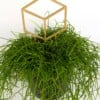 Cubus decoratieve plantensteun