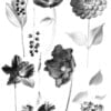 Cyanotype negatieven: bloemen2
