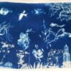 Cyanotype negatieven: bloemenpracht
