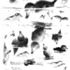 Cyanotype negatieven: eendjes / splish splash