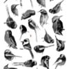 Cyanotype negatieven: vogels 2