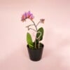 Hart decoratieve plantensteun