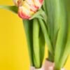 Klein hart tulpenvaas deksel | Tulpenvaas accessoire | Bloemhouder