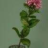 Waterdruppels bloemschikker | Bloemhouder | Bloemboeket accessoire
