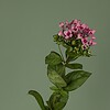 Waterdruppels bloemschikker | Bloemhouder | Bloemboeket accessoire