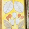 Eco print Bladeren Illustratie in Houten Lijst