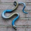 Handgemaakt epoxy slang cirkel