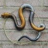 Handgemaakt epoxy slang cirkel