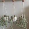 Handgemaakte hangplant 🌿