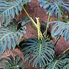 Monstera zeefdruk
