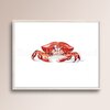 Poster – Krab in rode aquarel illustratie