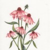 A6 wenskaart dubbel op duurzaam eco-vezelpapier met craft envelop - roze Echinacea