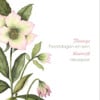 Unieke handgeschildere botanische kerstkaart met roze kerstroos - Helleborus III
