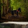 Doggy. Glas in lood/tiffany. Uniek