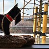 Doggy. Glas in lood/tiffany. Uniek