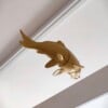 Golden Koi fish window art