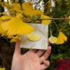 Micro gehaakte ginkgo blad oorbellen