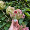 Micro gehaakte Klaproos Bloemenbroches