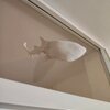 Whaleshark window art - White