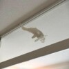 Witte Koi vis magnetische
