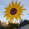 Zonnebloem raamhanger van glas