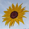 Zonnebloem raamhanger van glas