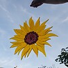 Zonnebloem raamhanger van glas