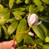Micro gehaakte magnolia broche