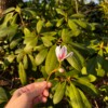 Micro gehaakte magnolia broche