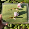 Micro gehaakte magnolia broche