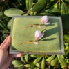 Micro gehaakte magnolia broche