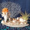 Decoratief schelpenarrangement met kaars en luchtplantje