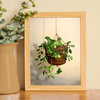Succulent plant dragon, art print, 21x14,8 cm (8,2x5,8 inch)