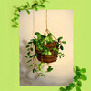 Succulent plant dragon, art print, 21x14,8 cm (8,2x5,8 inch)
